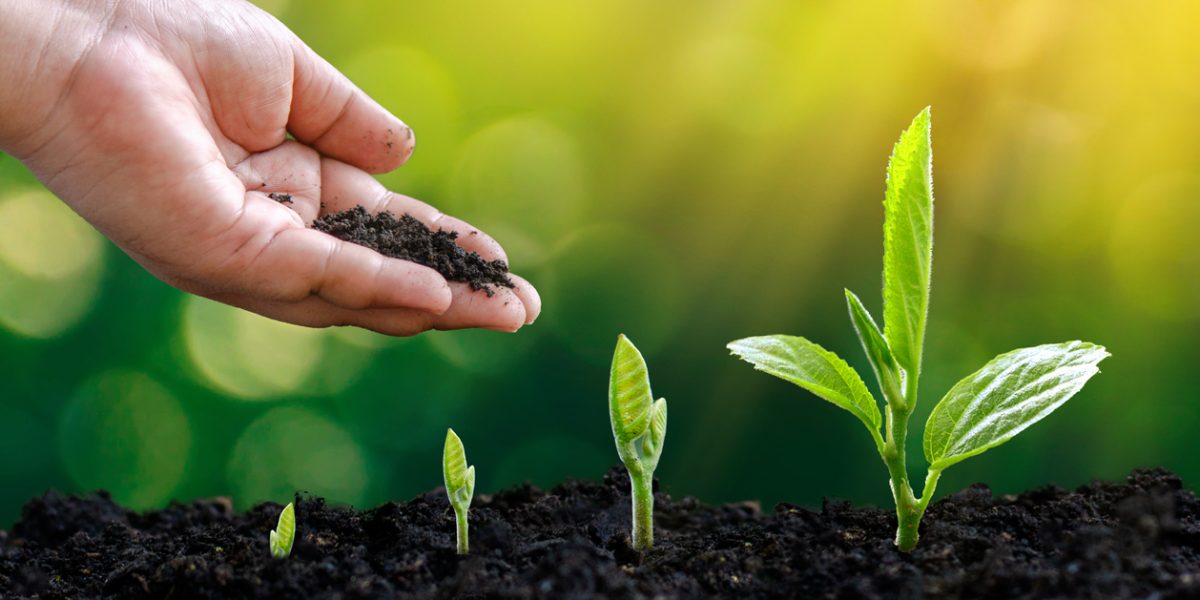 tree sapling hand planting sprout in soil with sunset close up male hand planting young tree over green background
